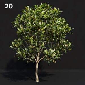 Japanese Tree Proxy Model for SketchUp with V-Ray