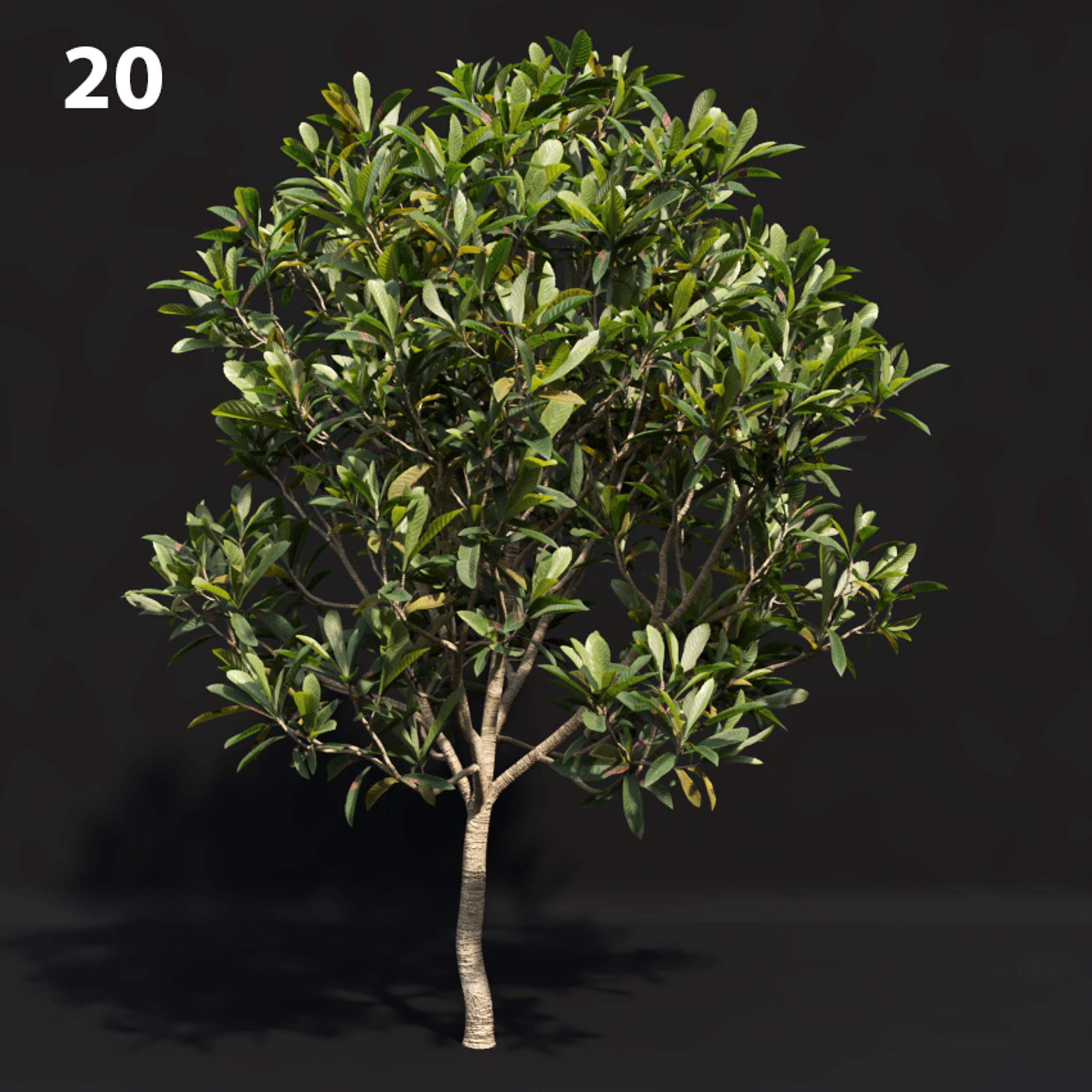 Japanese Tree Proxy Model for SketchUp with V-Ray