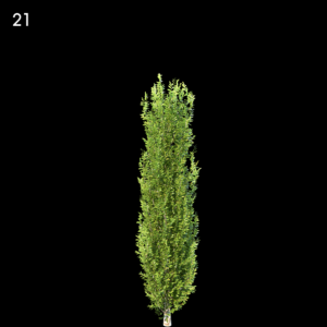 Carpinus Betulus