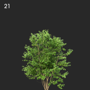 asset-3d-thumbnail
