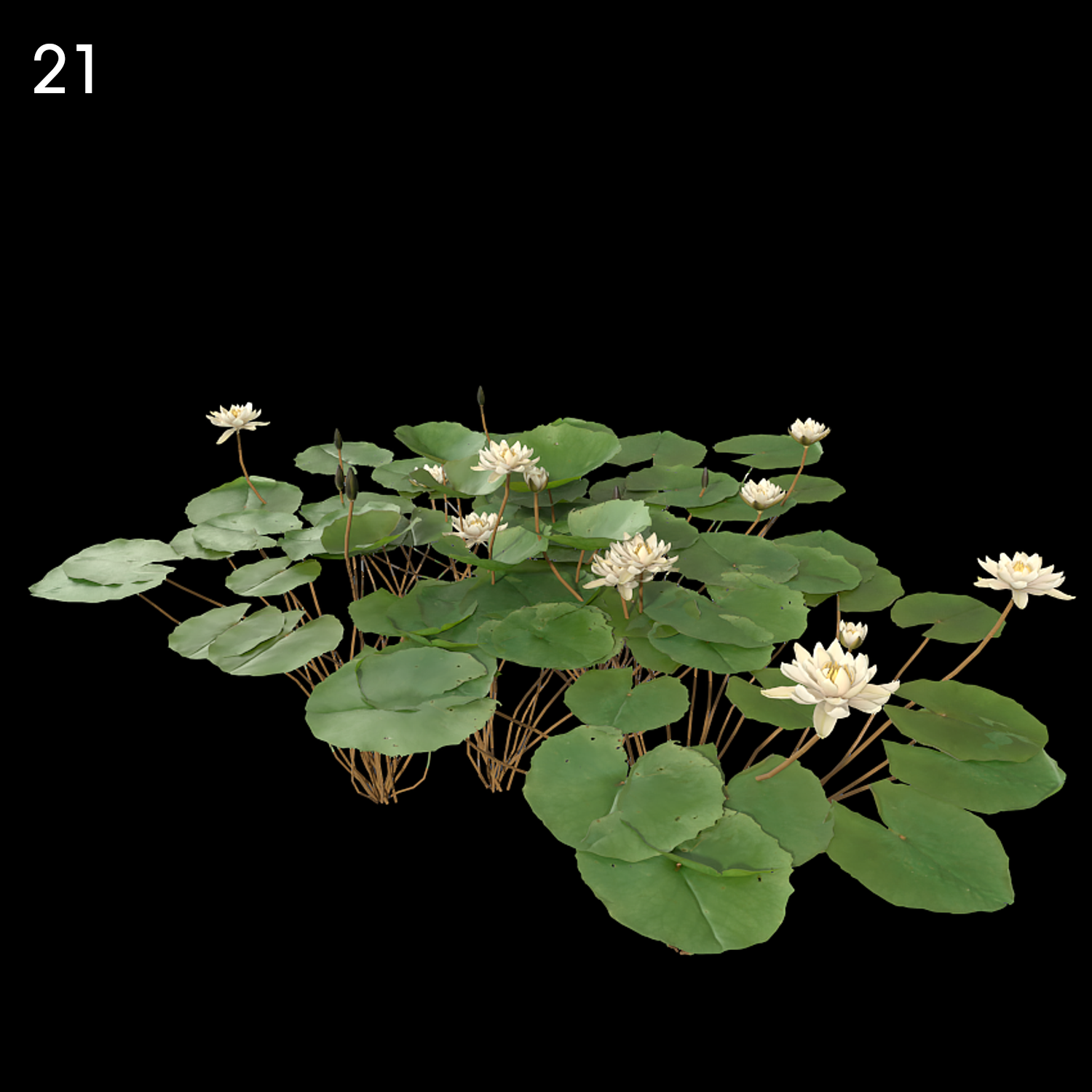 Nymphaea Bisque Flower Model