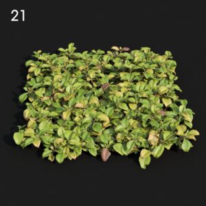 Lysima Leaf Proxy Model