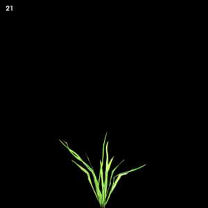 Shella Grass Proxy Model