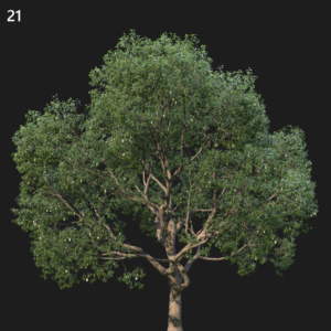 Camphor Tree Proxy Model for SketchUp with V-Ray