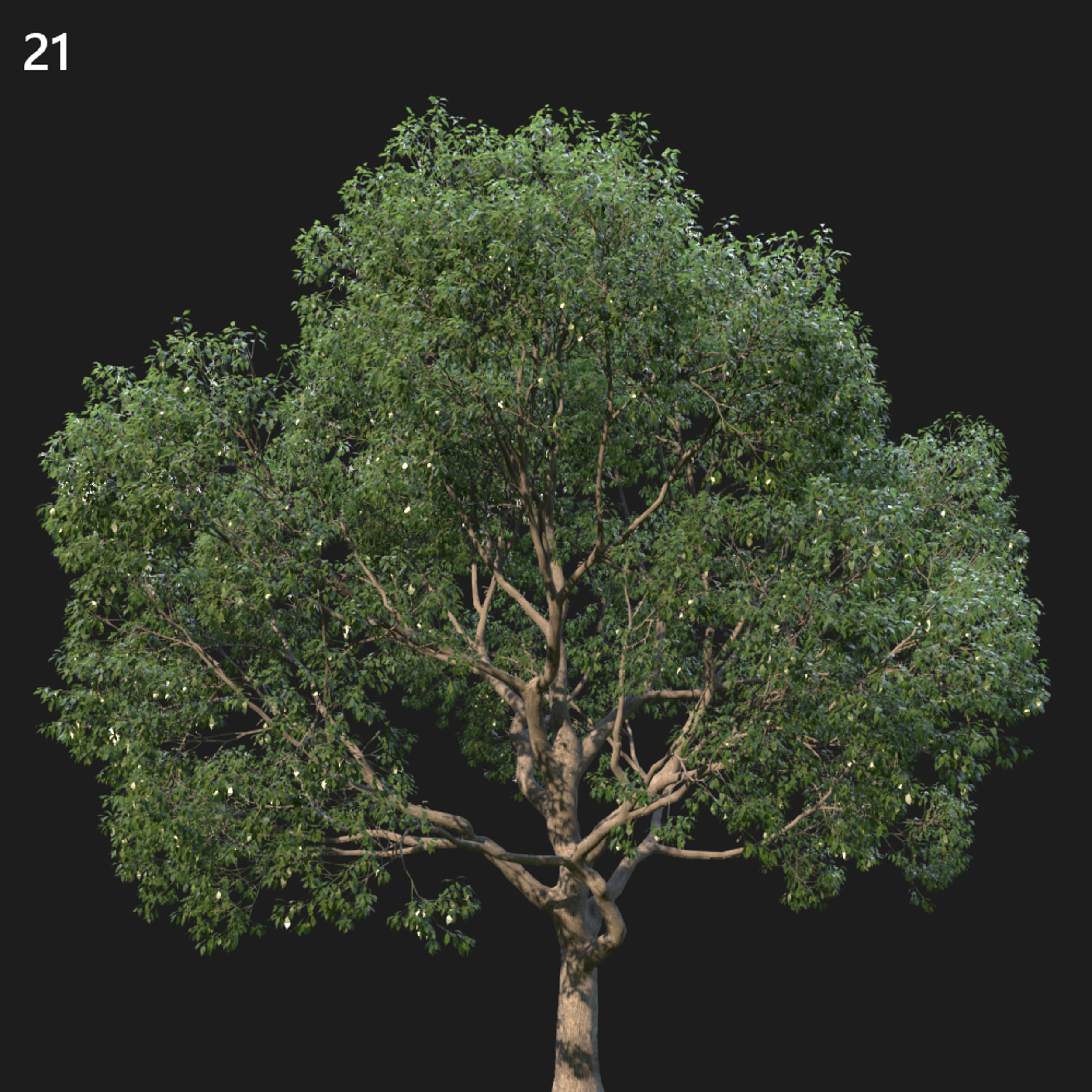 Camphor Tree Proxy Model for SketchUp with V-Ray