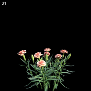 Dianthus Caryophyllus
