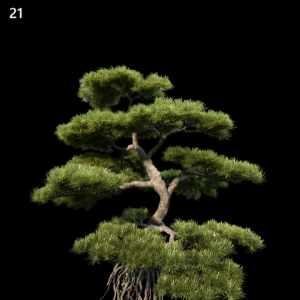 Podocarpus Macrophyllus Proxy Model