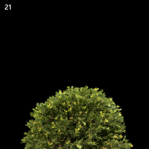 Juniperus Occidentalis Rheingold Proxy Model for SketchUp