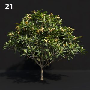 Eri Japanese Tree Proxy Model