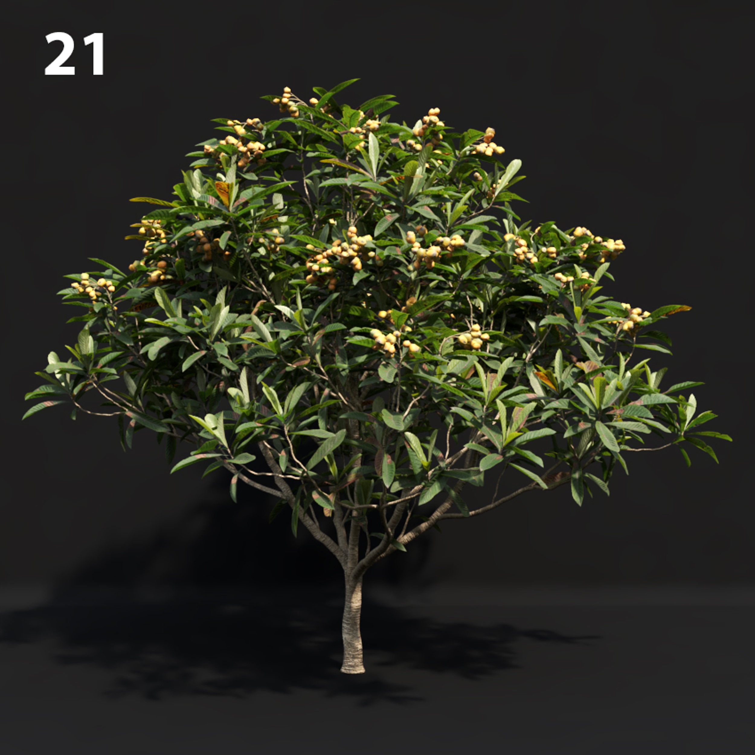 Eri Japanese Tree Proxy Model
