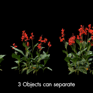 Canna Indica Plant Model