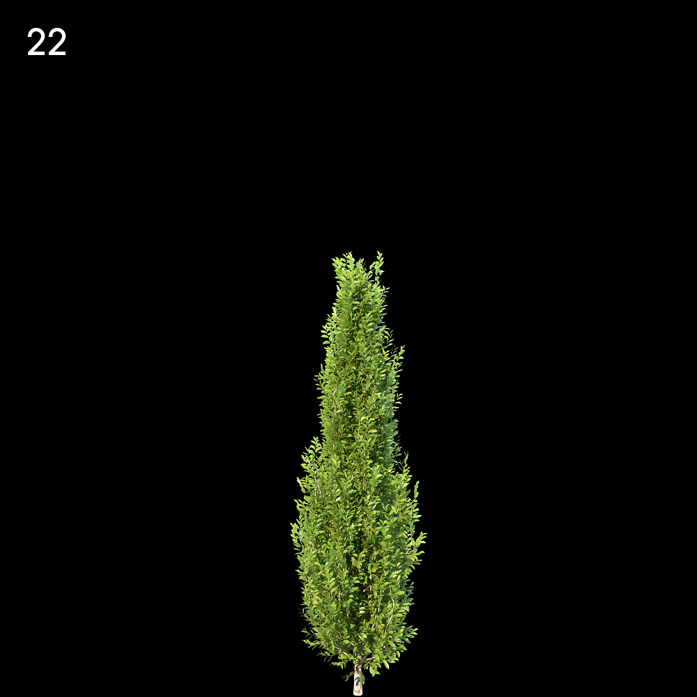 Carpinus Betulus Proxy Model