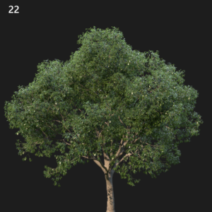 Camphor Tree Proxy Model for SketchUp with V-Ray