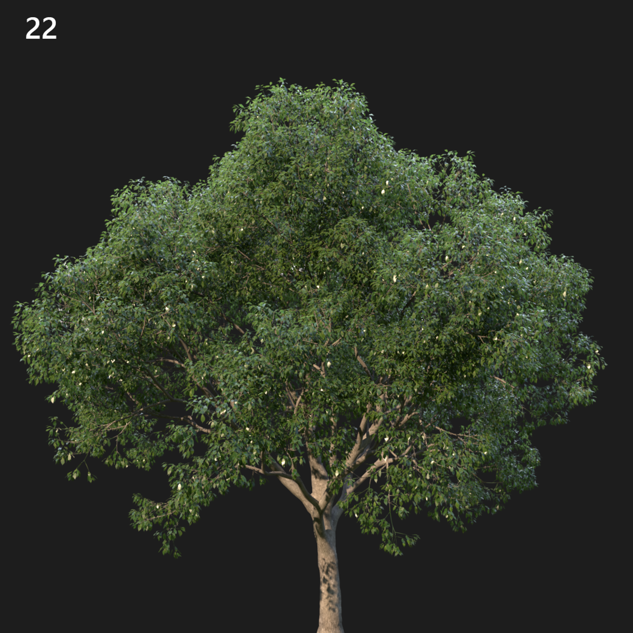 Camphor Tree Proxy Model for SketchUp with V-Ray