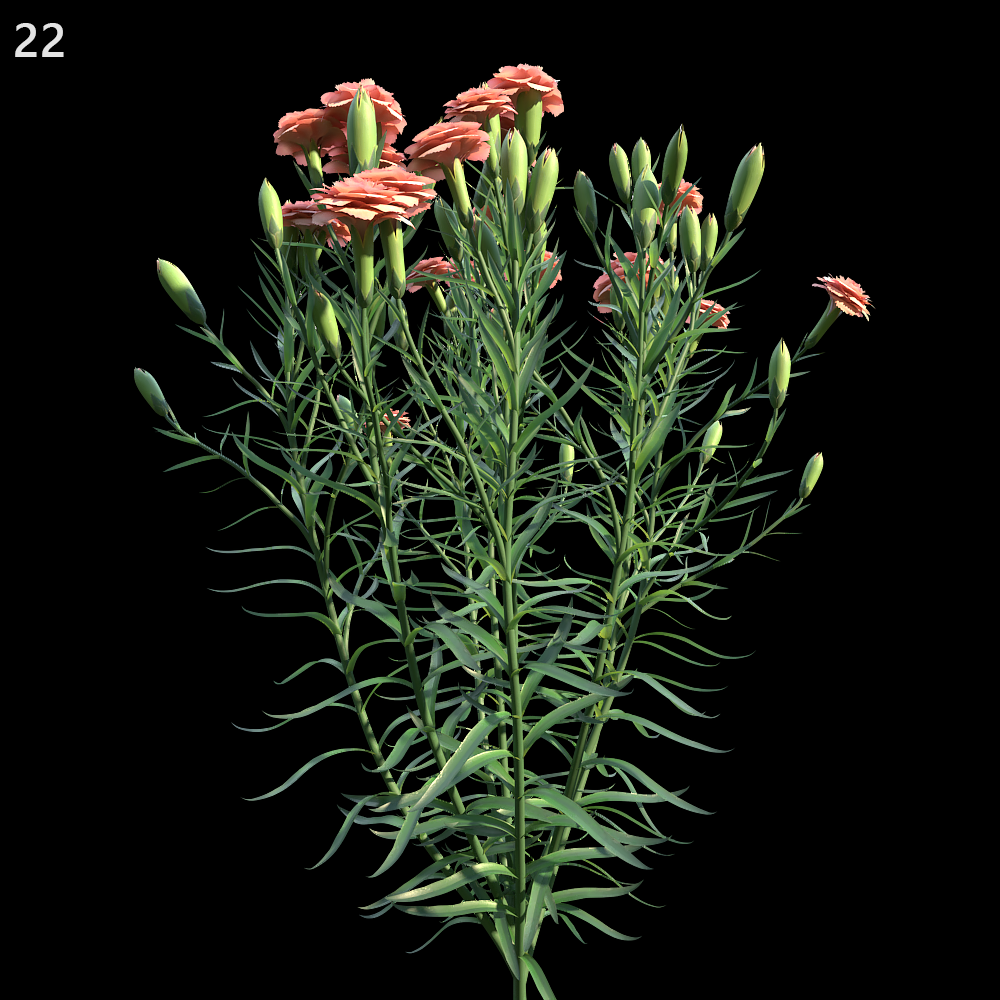 Dianthus Caryophyllus Proxy Model for SketchUp with V-Ray