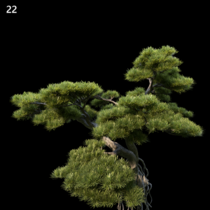 Podocarpus Macrophyllus Proxy Model for SketchUp with V-Ray