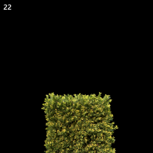 Juniperus Occidentalis Rheingold Model