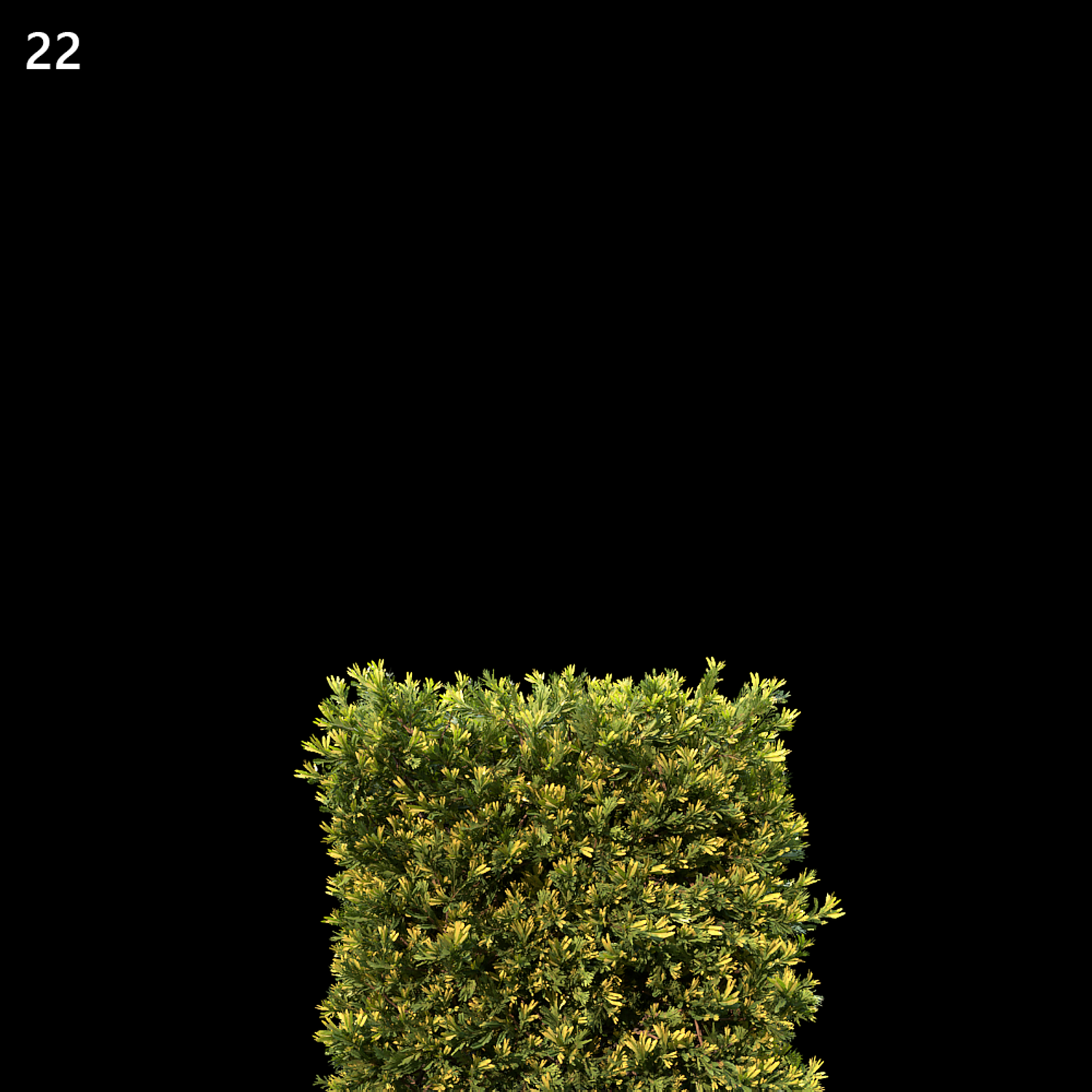 Juniperus Occidentalis Rheingold Model