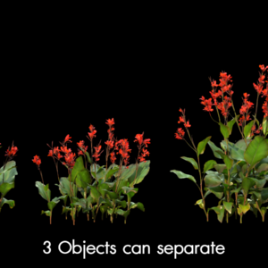 Canna Indica Proxy Model