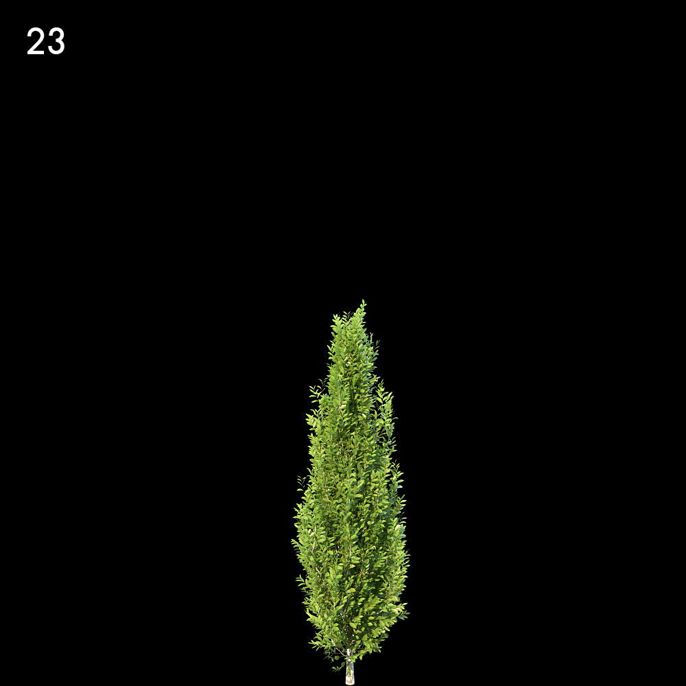 Carpinus Betulus Proxy Model