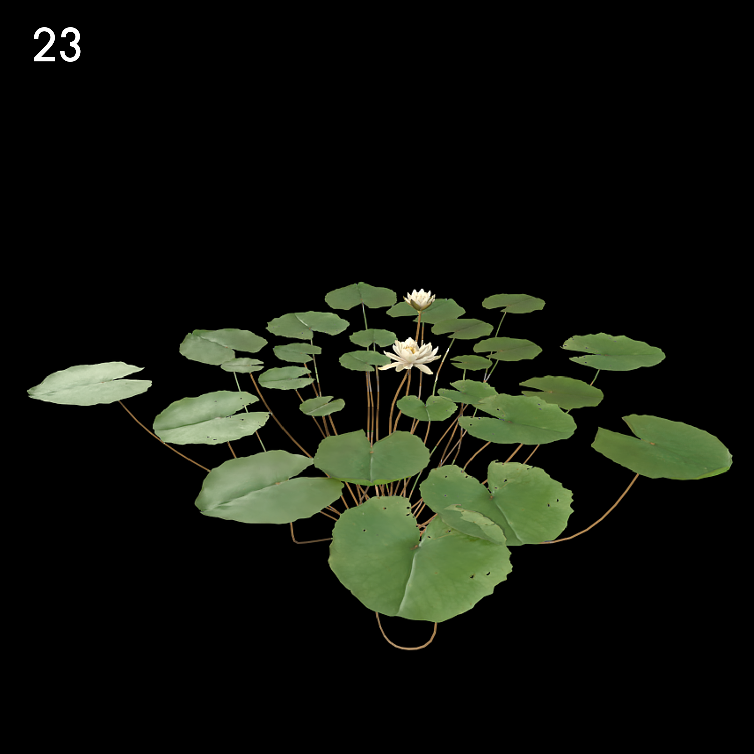 Nymphaea Bisque Proxy Model for SketchUp