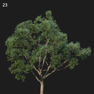 Camphor Tree Proxy Model for SketchUp with V-Ray