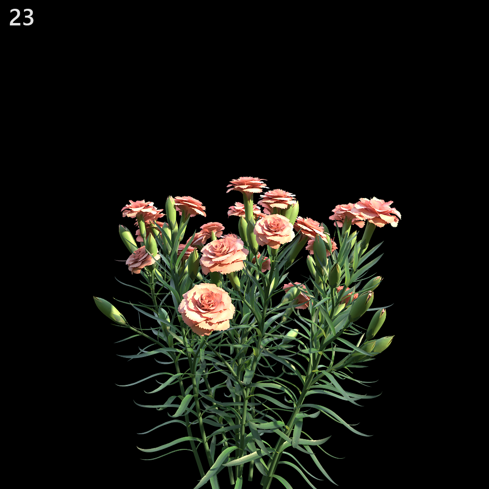 Dianthus Caryophyllus Proxy Model for SketchUp with V-Ray