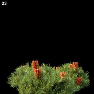 Banksia Spinulosa Proxy Model for SketchUp with V-Ray