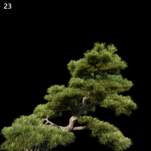 Podocarpus Macrophyllus Proxy Model for SketchUp with V-Ray