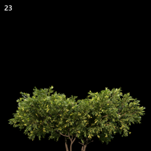 Juniperus Occidentalis Rheingold Proxy Model