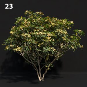 Realistic Japanese Proxy Model for SketchUp with V-Ray