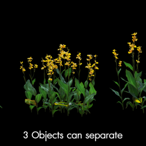 Canna Indica Proxy Model