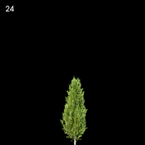 Carpinus Betulus Tree Proxy Model