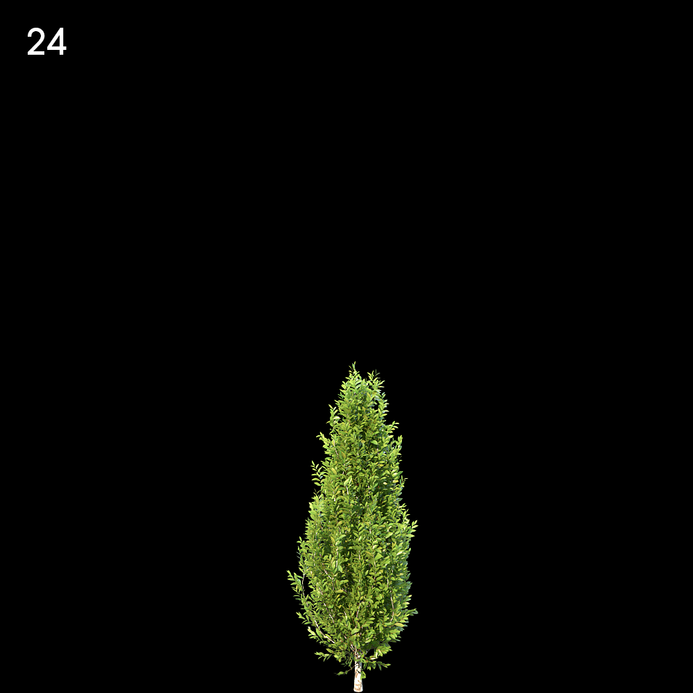 Carpinus Betulus Tree Proxy Model