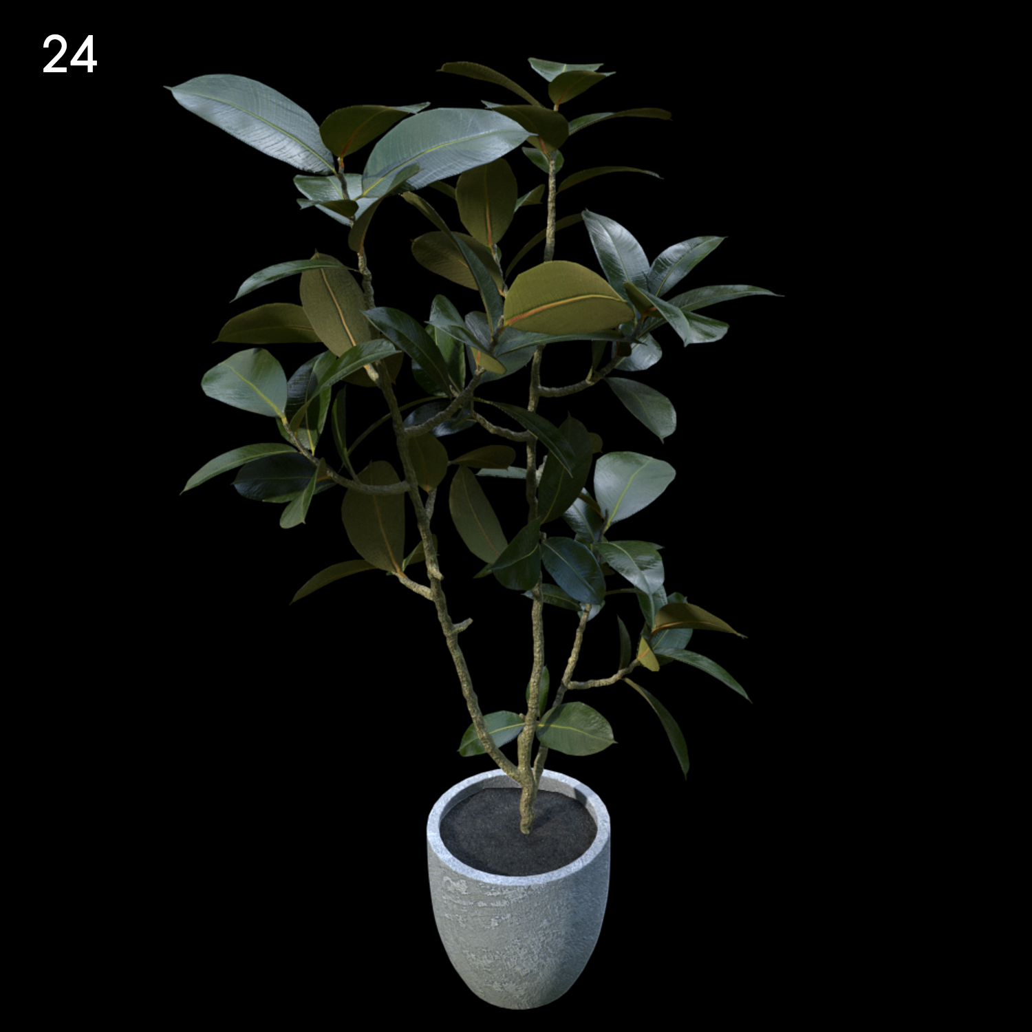 Ficus Elastica Plant Proxy Model