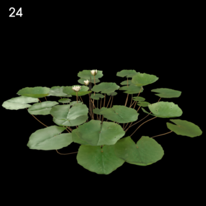 Nymphaea Bisque Proxy Model