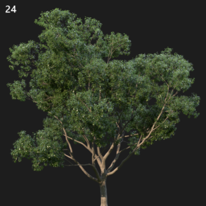 Camphor Tree Proxy Model for SketchUp with V-Ray