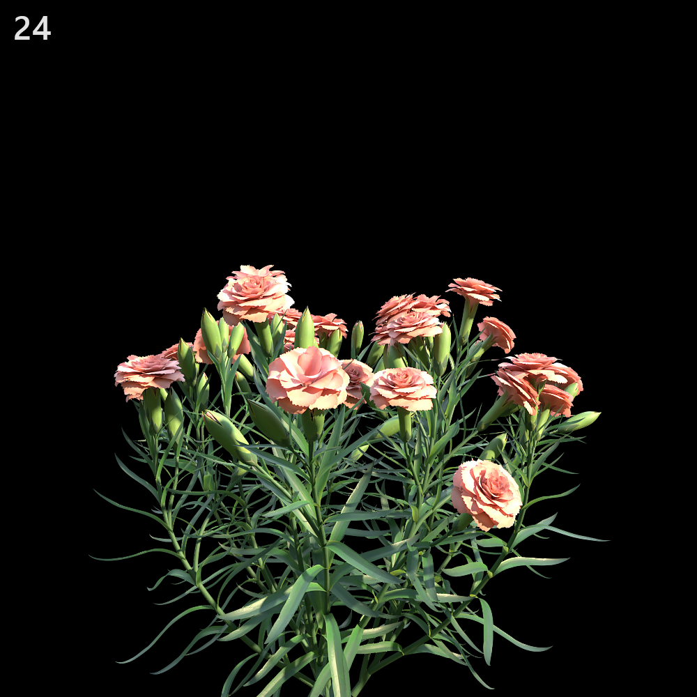 Dianthus Caryophyllus Proxy Model for SketchUp