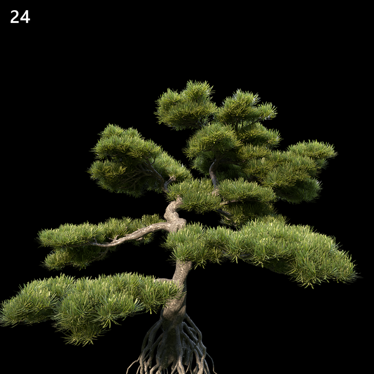 Podocarpus Macrophyllus Proxy Model