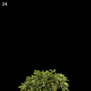 Juniperus Occidentalis 'Rheingold' Proxy Model for SketchUp with V-Ray