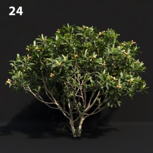 Japanese Tree Proxy Model for SketchUp with V-Ray