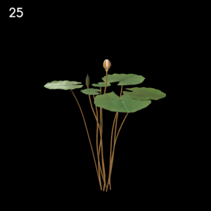 Light Pink Nymphaea Proxy Model