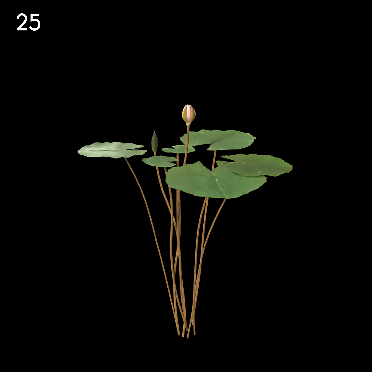 Light Pink Nymphaea Proxy Model