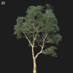 Eucalyptus Saligna Proxy Model for SketchUp with V-Ray