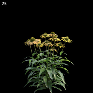 Echinacea Purpurea Proxy Model for SketchUp
