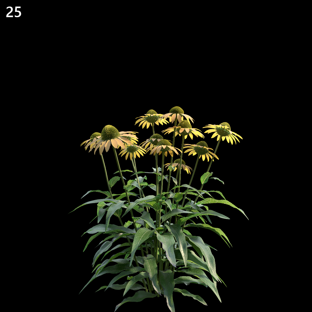 Echinacea Purpurea Proxy Model for SketchUp