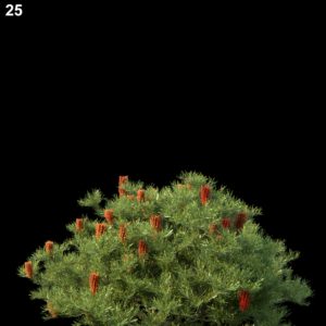 Banksia Spinulosa Proxy Model for SketchUp with V-Ray