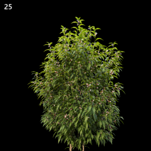 Sarcococca Hookeriana Proxy Model for SketchUp
