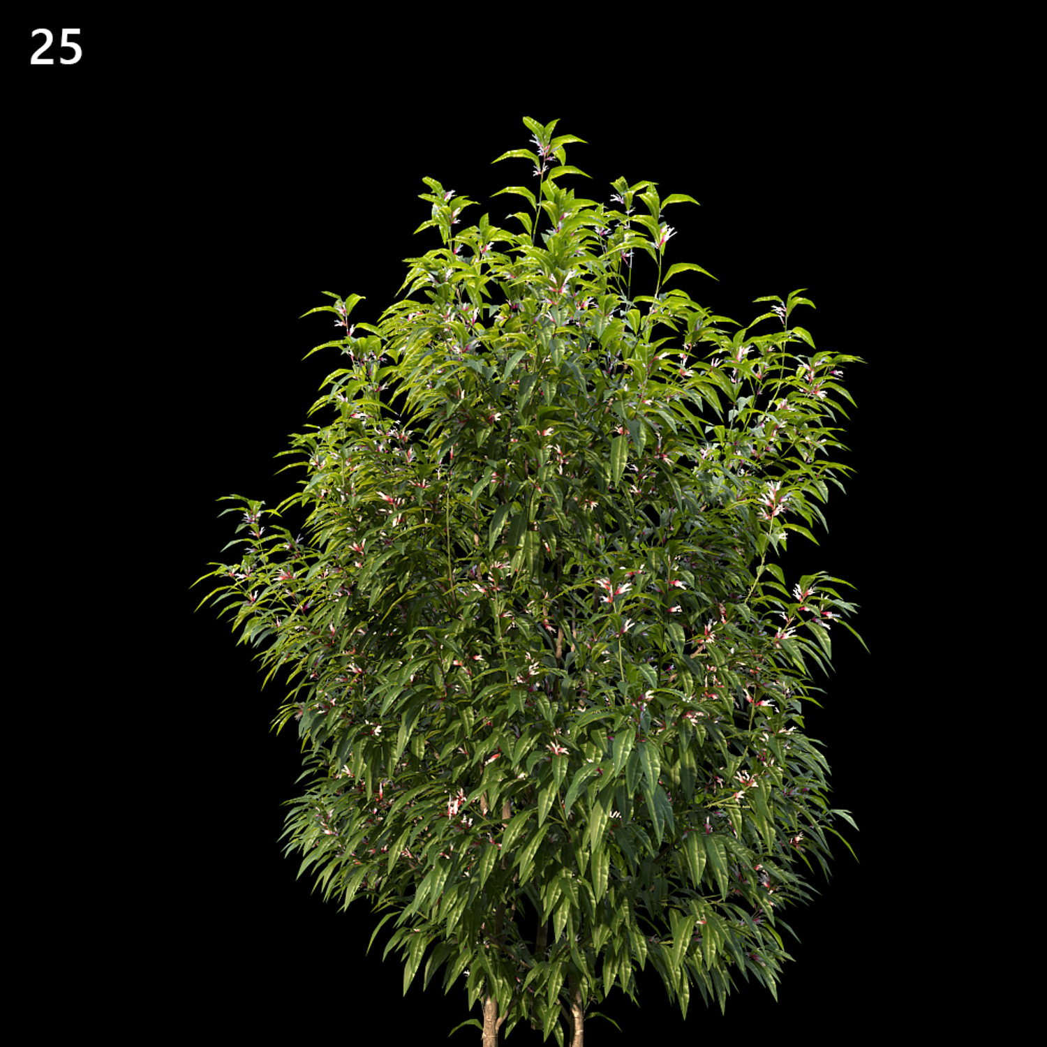 Sarcococca Hookeriana Proxy Model for SketchUp