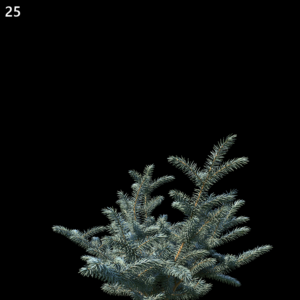 Picea Pungens Proxy Model for SketchUp